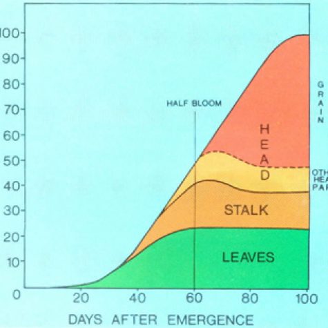 grain-sorghum-dry-matter