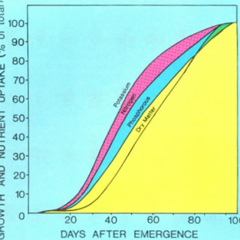 grain-sorghum-npk-dry-matter