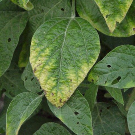 k-deficient-soybeans-3