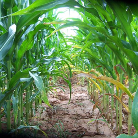 n-sufficient-left-n-deficient-right