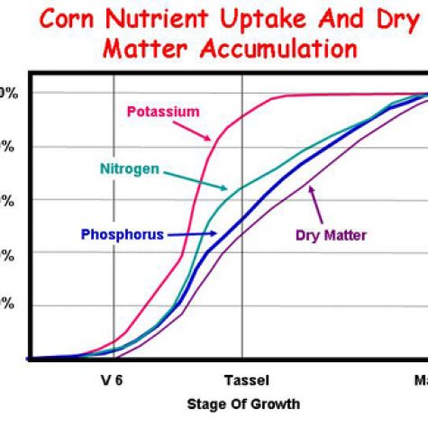 nutrient-uptake-corn