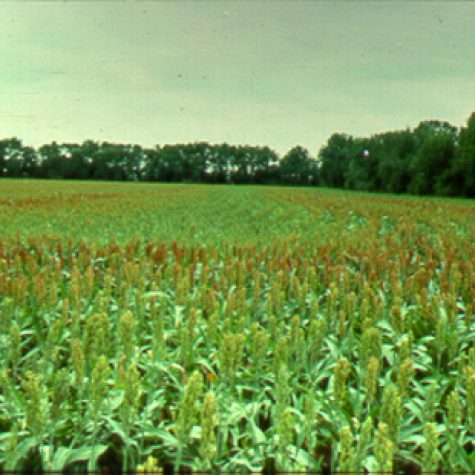 sorghumfertdistribution