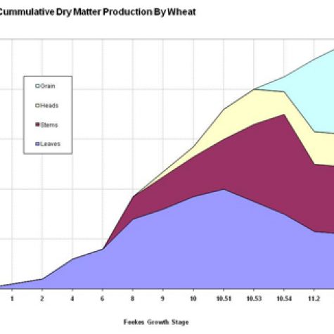 wheat-dry-matter-accumulation-2