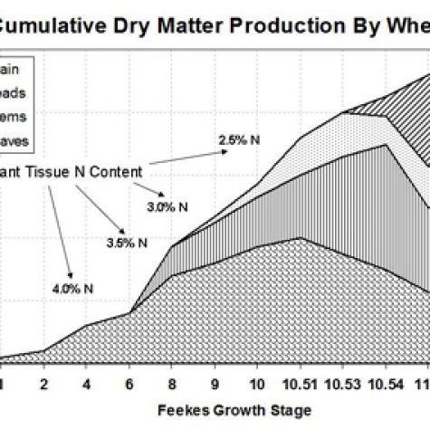 wheat-dry-matter-accumulation