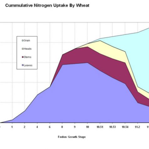 wheat-nitrogen-accumulation