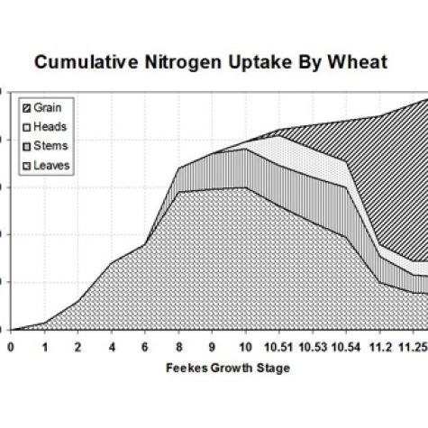 wheat-nitrogen-uptake