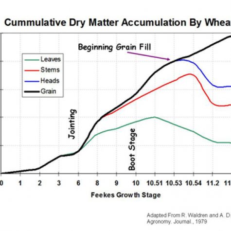 wheat-nutrient-uptake