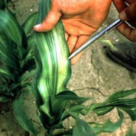 zn_deficient_corn_ii