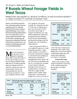 P Boosts Wheat Forage Yields In West Texas