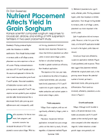 Nutrient Placement Affects Yield In Grain Sorghum
