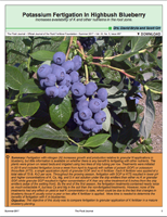 Potassium Fertigation In Highbush Blueberry