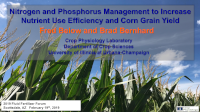 Nitrogen and Phosphorus Management to Increase Nutrient Use Efficiency and Corn Grain Yield