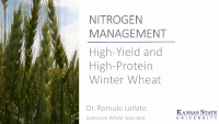 NITROGEN MANAGEMENT: High-Yield and High-Protein Winter Wheat